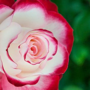 Rosa 'Cherry Parfait', Rose 'Cherry Parfait', Rosa 'Jubilé du Prince de Monaco ', Rosa 'Fire & Ice', Rosa 'Blumenstadt Tulln', Rosa 'MEIsponge', Rosa 'Saint Petersburg Testimonial', Grandiflora Roses, Shrub Roses, Red roses, Bicolor Roses, Rose bush