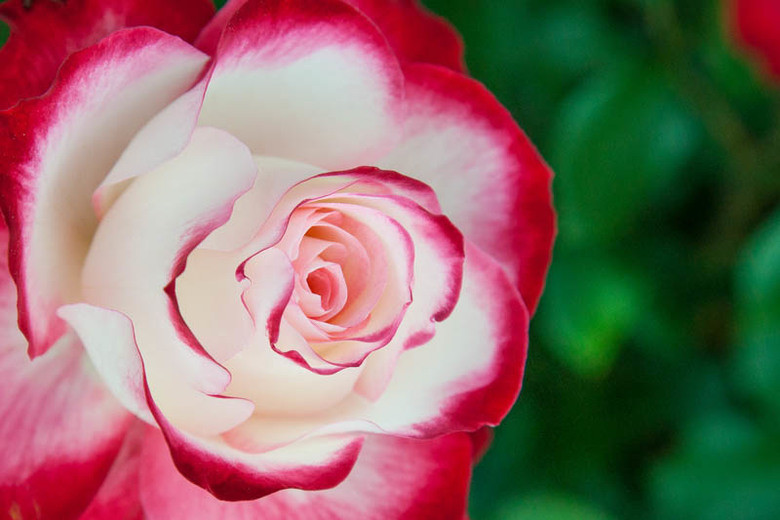 Rosa 'Cherry Parfait', Rose 'Cherry Parfait', Rosa 'Jubilé du Prince de Monaco ', Rosa 'Fire & Ice', Rosa 'Blumenstadt Tulln', Rosa 'MEIsponge', Rosa 'Saint Petersburg Testimonial', Grandiflora Roses, Shrub Roses, Red roses, Bicolor Roses, Rose bush