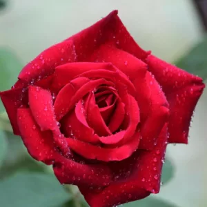 Rosa 'Chrysler Imperial', Rose 'Chrysler Imperial', Hybrid Tea Roses, Shrub Roses, Red roses, Shrub roses, Rose bush