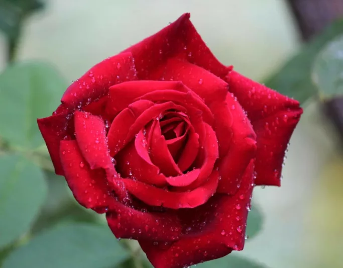 Rosa 'Chrysler Imperial', Rose 'Chrysler Imperial', Hybrid Tea Roses, Shrub Roses, Red roses, Shrub roses, Rose bush