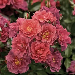 Rosa 'Cinco de Mayo',Rose 'Cinco de Mayo', Rosa 'Wekcobeju', Shrub Roses, Floribunda Roses, Red Roses, Red Flowers
