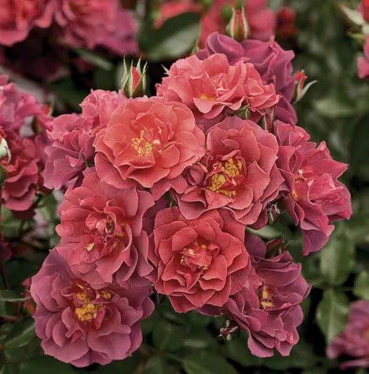 Rosa 'Cinco de Mayo',Rose 'Cinco de Mayo', Rosa 'Wekcobeju', Shrub Roses, Floribunda Roses, Red Roses, Red Flowers