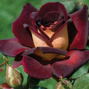 Rosa 'Dark Night', Rose 'Dark Night', Rosa 'Black Gold', Rosa ''Dark Knight', Rosa 'Eddy Mitchell', Rosa 'MEIrysett', Rosa 'The RSL Rose', Rosa 'Garden Director Bartje Miller', Hybrid Tea Roses, Shrub Roses , Red Roses, Dark Roses
