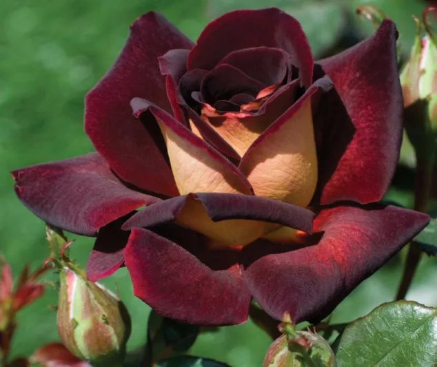 Rosa 'Dark Night', Rose 'Dark Night', Rosa 'Black Gold', Rosa ''Dark Knight', Rosa 'Eddy Mitchell', Rosa 'MEIrysett', Rosa 'The RSL Rose', Rosa 'Garden Director Bartje Miller', Hybrid Tea Roses, Shrub Roses , Red Roses, Dark Roses