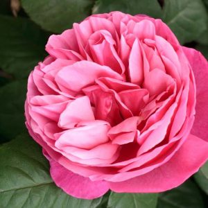 Rosa 'Dee-Lish®', Rose 'Dee-Lish®', Rosa 'Alive', Rosa 'Elbflorenz', Rosa 'Forget-Me-Not', Rosa 'Line Renaud', Rosa 'MEIclusif', Rosa 'Sweet Parfum de Provence', Rosa 'chekhov', Rosa 'The Anniversary Rose', Hybrid Tea Roses, Shrub Roses, Pink Roses