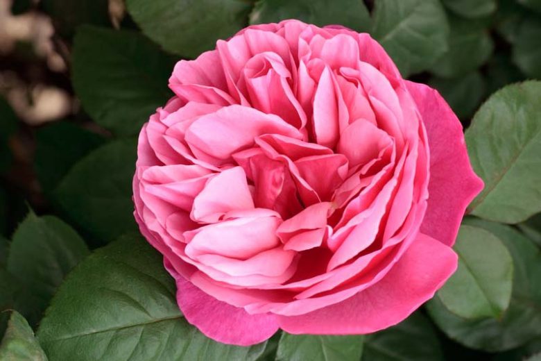Rosa 'Dee-Lish®', Rose 'Dee-Lish®', Rosa 'Alive', Rosa 'Elbflorenz', Rosa 'Forget-Me-Not', Rosa 'Line Renaud', Rosa 'MEIclusif', Rosa 'Sweet Parfum de Provence', Rosa 'chekhov', Rosa 'The Anniversary Rose', Hybrid Tea Roses, Shrub Roses, Pink Roses