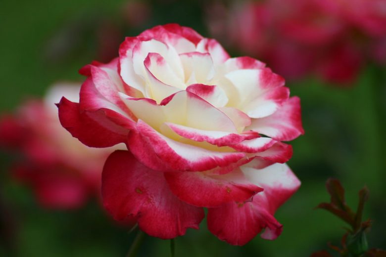 Rosa 'Double Delight', Rose 'Double Delight', Rosa 'Andeli', Hybrid Tea Roses, Shrub Roses, bicolor roses, Pink roses, Yellow roses, Shrub roses, Rose bush