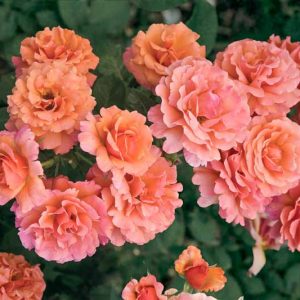 Rosa 'Easy Does It™',Rose 'Easy Does It™', Rosa 'Eazy Time', Rosa ' Firestar', Rosa ' HARpageant', Shrub Roses, Floribunda Roses, Orange Roses, Yellow Roses