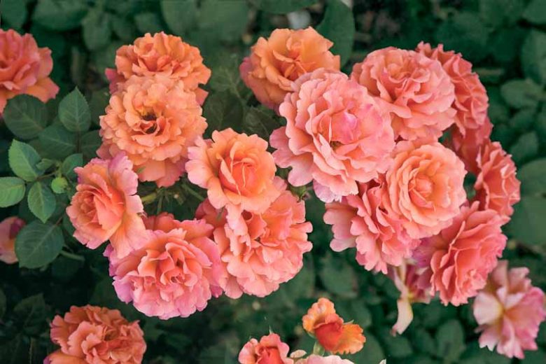 Rosa 'Easy Does It™',Rose 'Easy Does It™', Rosa 'Eazy Time', Rosa ' Firestar', Rosa ' HARpageant', Shrub Roses, Floribunda Roses, Orange Roses, Yellow Roses