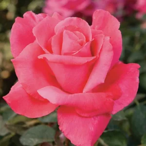 Rosa 'Electron', Rose 'Electron', Rosa ' Mullard Jubilee', Hybrid Tea Roses, Shrub Roses, Pink roses, Rose shrub