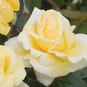 Rosa 'Eternal Flame', Rose 'Eternal Flame', Rosa 'A Little Ray of Sunshine', Rosa 'Deyrolle', Rosa 'Little Ray of Sunshine', Rosa 'MEIfacul', Hybrid Tea Roses, Shrub Roses, Yellow roses, Shrub roses, Rose bush