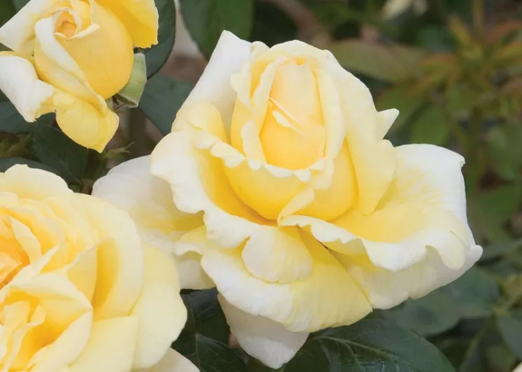 Rosa 'Eternal Flame', Rose 'Eternal Flame', Rosa 'A Little Ray of Sunshine', Rosa 'Deyrolle', Rosa 'Little Ray of Sunshine', Rosa 'MEIfacul', Hybrid Tea Roses, Shrub Roses, Yellow roses, Shrub roses, Rose bush