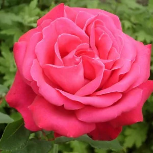 Rosa 'Fragrant Cloud', Rose 'Fragrant Cloud', Rosa 'Duftwolke', Rosa 'Nauge Parfumé',Rosa 'Tanellis', Hybrid Tea Roses, Shrub Roses, Red roses, Shrub roses, Rose bush