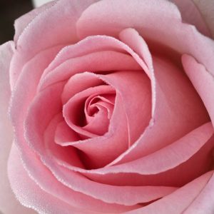 Rosa 'Francis Meilland®', Rose 'Francis Meilland®', Rosa 'Alexandre Pouchkine', Rosa 'Father of Peace', Rosa 'Frances Meilland', Rosa 'MEItroni', Rosa 'Pretty Woman', Rosa 'Prince Jardinier', Rosa 'Schloss Ippenburg', Hybrid Tea Roses, Pink roses, Shrub roses, Rose bush