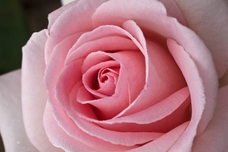 Rosa 'Francis Meilland®', Rose 'Francis Meilland®', Rosa 'Alexandre Pouchkine', Rosa 'Father of Peace', Rosa 'Frances Meilland', Rosa 'MEItroni', Rosa 'Pretty Woman', Rosa 'Prince Jardinier', Rosa 'Schloss Ippenburg', Hybrid Tea Roses, Pink roses, Shrub roses, Rose bush