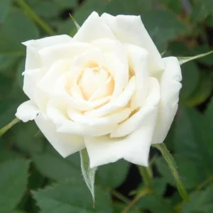 Rosa 'Full Sail', Rose 'Full Sail', Rosa ' Land of the Long White Cloud', Rosa ' Long White Cloud', Rosa 'MAClanoflon', Hybrid Tea Roses, Shrub Roses, White roses, Shrub roses, Rose bush