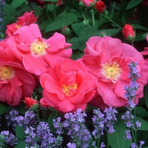 Rosa Gallica var. Officinalis, Old Red Damask Rose, Apothecary's Rose, Official Rose, Provence Rose, Red Rose of Lancaster, Crimson Damask Rose, Shrub Roses, Shrub roses, pink roses,