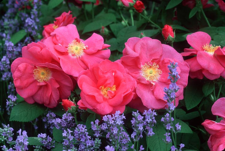 Rosa Gallica var. Officinalis, Old Red Damask Rose, Apothecary's Rose, Official Rose, Provence Rose, Red Rose of Lancaster, Crimson Damask Rose, Shrub Roses, Shrub roses, pink roses,