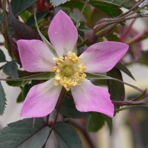 Rosa Glauca,Redleaf Rose, Red-Leaved rose, Rosa ferruginea, Rosa rubrifolia, Shrub Roses, pink roses, fragrant roses