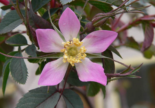 Rosa Glauca,Redleaf Rose, Red-Leaved rose, Rosa ferruginea, Rosa rubrifolia, Shrub Roses, pink roses, fragrant roses