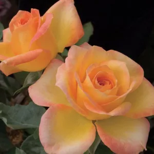 Rosa 'Gold Medal', Rose 'Gold Medal', Rosa 'AROyqueli', Rosa 'Golden Medal', Grandiflora Roses, Shrub Roses, Yellow roses, Bicolor Roses, Rose bush