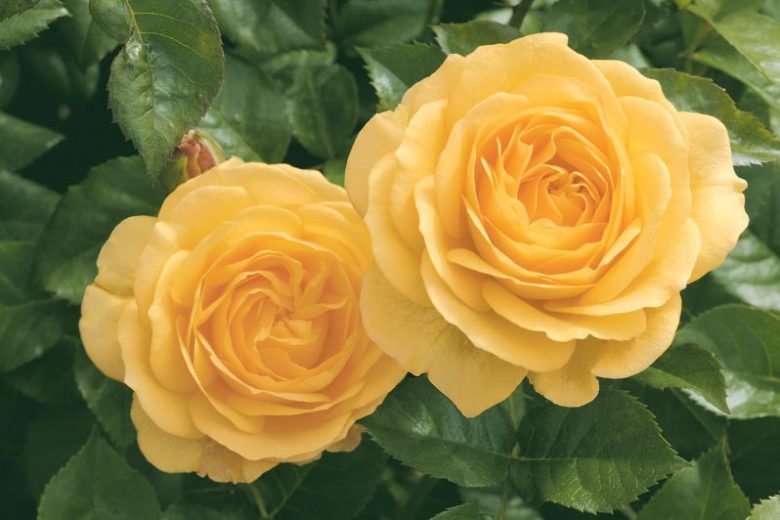 Rosa 'Julia Child',Rose 'Julia Child', Rosa 'Absolutely Fabulous', Rosa 'Anisade', Rosa 'Soul Mate', Shrub Roses, Floribunda Roses, Yellow Roses
