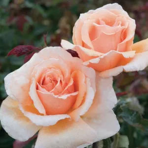 Rosa 'Just Joey', Rose 'Just Joey', Rosa 'CANjujo', Hybrid Tea Roses, Shrub Roses, Hybrid Tea Roses, Apricot roses, Orange roses, Shrub rose
