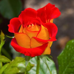 Rosa 'Ketchup & Mustard',Rose 'Ketchup & Mustard', Rosa 'Wekzazette', Shrub Roses, Floribunda Roses, Floribunda Roses, Yellow Roses, Red Roses, Bicolor Roses