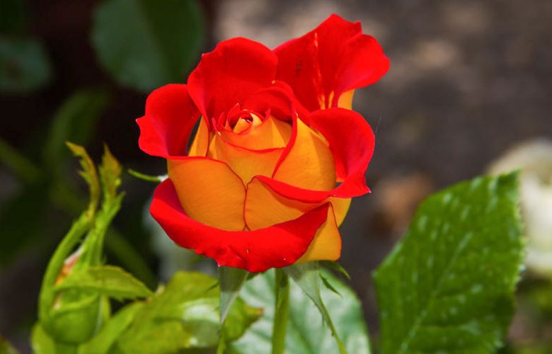 Rosa 'Ketchup & Mustard',Rose 'Ketchup & Mustard', Rosa 'Wekzazette', Shrub Roses, Floribunda Roses, Floribunda Roses, Yellow Roses, Red Roses, Bicolor Roses