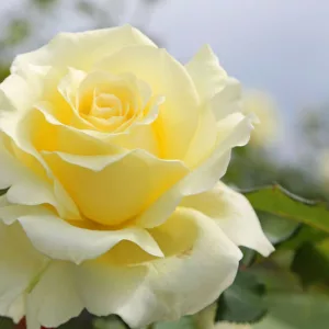 Rosa 'Lily Pons', Rose 'Lily Pons', Hybrid Tea Roses, Shrub Roses, Sub-Zero Series, Yellow Roses, Yellow Flowers