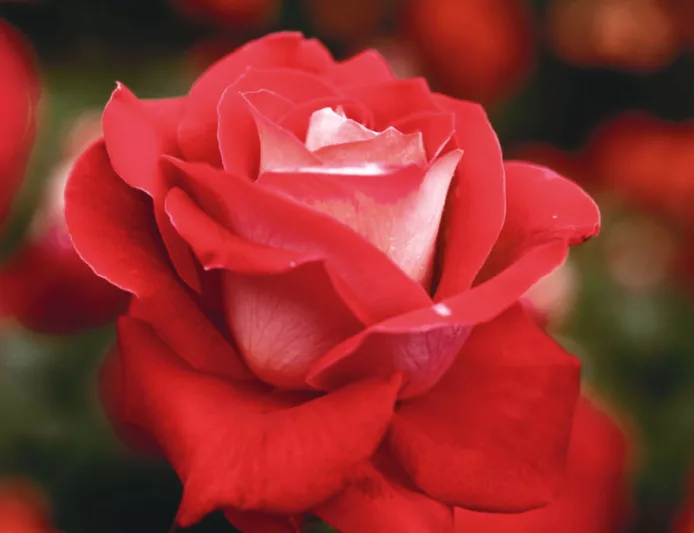 Rosa 'Love', Rose 'Love', Rosa 'JACtwin', Grandiflora Roses, Shrub Roses, Red roses, Bicolor Roses, Rose bush