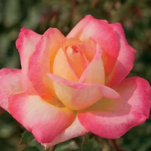 Rosa 'Love & Peace', Rose 'Love & Peace', Rosa 'BAIpeace', Rosa 'Bright Spirit', Rosa 'Orient Express', Rosa 'Pullman Orient Express', Hybrid Tea Roses, Shrub Roses, Yellow roses, Pink roses, Shrub roses, Rose bush