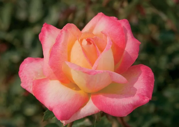 Rosa 'Love & Peace', Rose 'Love & Peace', Rosa 'BAIpeace', Rosa 'Bright Spirit', Rosa 'Orient Express', Rosa 'Pullman Orient Express', Hybrid Tea Roses, Shrub Roses, Yellow roses, Pink roses, Shrub roses, Rose bush