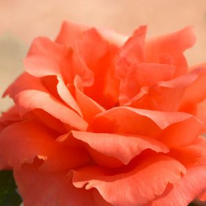 Rosa 'Maria Stern', Rose 'Maria Stern', Hybrid Tea Roses, Shrub Roses, Sub-Zero Series, Orange Roses, Orange Flowers