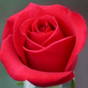 Rosa 'Mister Lincoln', Rose 'Mister Lincoln', Hybrid Tea Roses, Red roses,fragrant roses, Shrub roses, Rose bushes, Garden Roses
