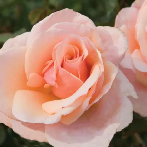 Rosa 'Mother Of Pearl', Rose 'Mother Of Pearl', Rosa 'Meiludere', Grandiflora Roses, Shrub Roses, Pink roses, Shrub roses, Rose bush