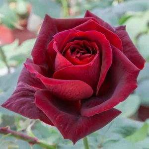 Rosa 'Papa Meilland®', Rose 'Papa Meilland®', Rosa 'MEIcesar', Rosa 'MEIsar', Hybrid Tea Roses, Shrub Roses, Red roses, Dark roses, Rose bush