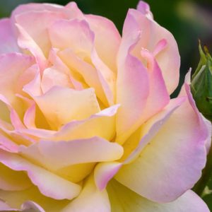 Rosa 'Peace', Rose 'Peace', Rosa 'Madame A. Meilland', Rosa ' Gloria Dei', Rosa 'Gioia', Hybrid Tea Roses, Shrub Roses, Yellow roses, Pink roses, Shrub roses, Rose bush