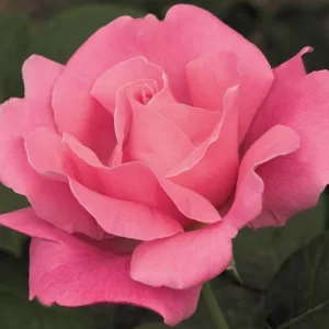 Rosa 'Perfume Delight', Rose 'Perfume Delight', Hybrid Tea Roses, Shrub Roses, Pink roses, Rose shrubs