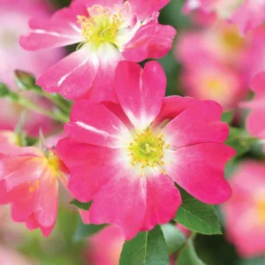 Rosa 'Pink Drift®', Rose 'Pink Drift®', Rosa 'Meijocos', Groundcover Roses, Pink Roses