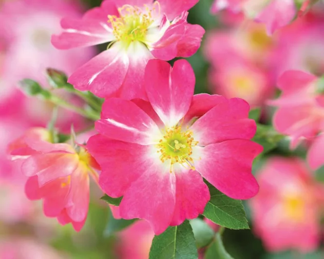 Rosa 'Pink Drift®', Rose 'Pink Drift®', Rosa 'Meijocos', Groundcover Roses, Pink Roses