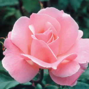 Rosa 'Queen Elizabeth', Rose 'Queen Elizabeth', Rosa 'Queen of England', Rosa ' The Queen Elizabeth Rose', Grandiflora Roses, Shrub Roses, Purple roses, Pink flowers, Shrub roses, Rose bush