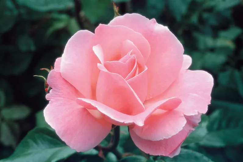 Rosa 'Queen Elizabeth', Rose 'Queen Elizabeth', Rosa 'Queen of England', Rosa ' The Queen Elizabeth Rose', Grandiflora Roses, Shrub Roses, Purple roses, Pink flowers, Shrub roses, Rose bush