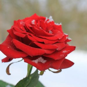 Rosa 'Queen o' the Lakes', Rose 'Queen o' the Lakes', Rosa 'Queen of the Lakes, Hybrid Tea Roses, Shrub Roses, Sub-Zero Series, Red Roses, Red Flowers