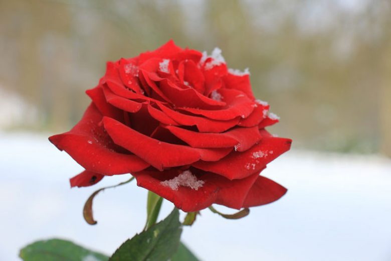 Rosa 'Queen o' the Lakes', Rose 'Queen o' the Lakes', Rosa 'Queen of the Lakes, Hybrid Tea Roses, Shrub Roses, Sub-Zero Series, Red Roses, Red Flowers