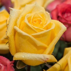 Rosa 'Radiant Perfume', Rose 'Radiant Perfume', Rosa 'JACadnof', Grandiflora Roses, Shrub Roses, Yellow roses, Shrub roses, Rose bush