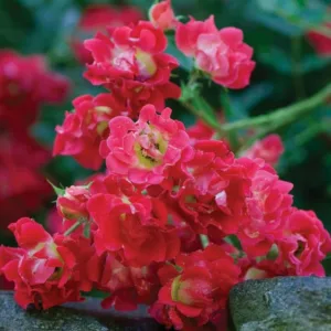 Rosa 'Red Drift®', Rose 'Red Drift®', Rosa 'Meigalpio', Groundcover Roses, Red Roses