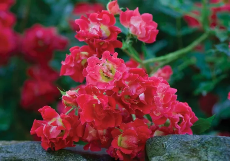 Rosa 'Red Drift®', Rose 'Red Drift®', Rosa 'Meigalpio', Groundcover Roses, Red Roses