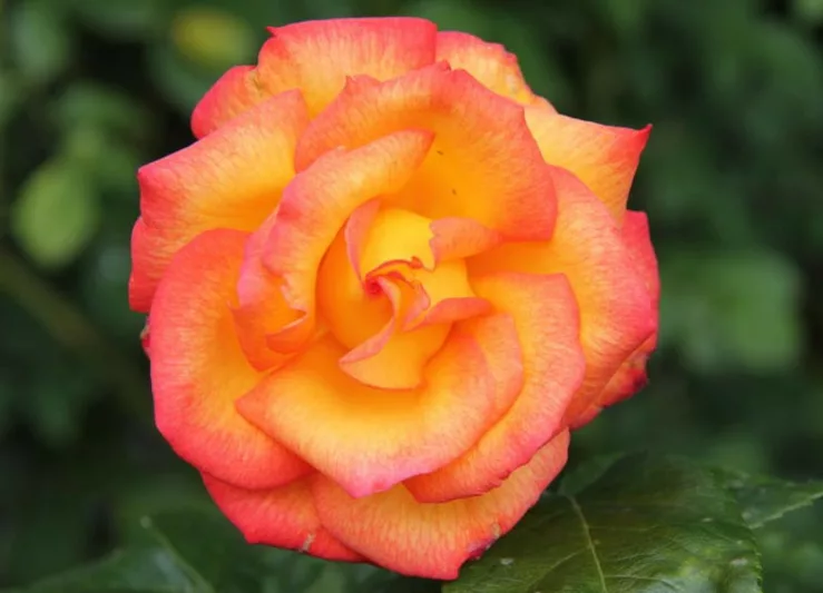 Rosa 'Rio Samba', Rose 'Rio Samba', Rosa 'JACrite', Hybrid Tea Roses, Shrub Roses, Yellow roses, Red Roses, Bicolor Roses, Shrub roses, Rose bush
