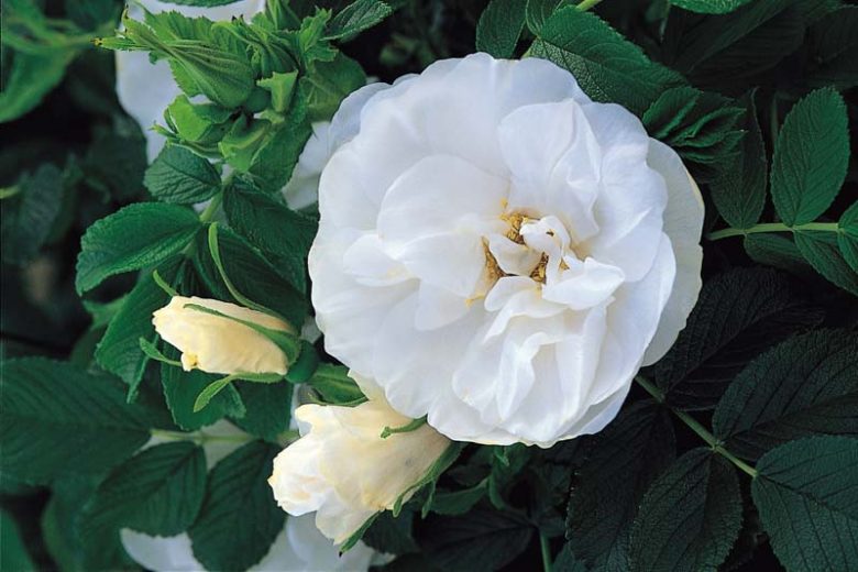 Rosa Rugosa 'Blanc Double de Coubert', Rose 'Blanc Double de Coubert', Rosa 'Blanche Double de Coubert', Rosa 'Muslin Rose' Rosa 'The Muslin Rose', Shrub Roses, Wild Roses, Rugosa Hybrids, White roses, Hardy roses